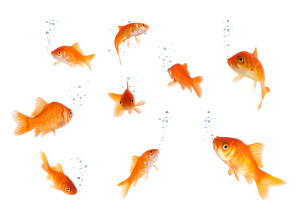 goldfishes isolated with bubbles